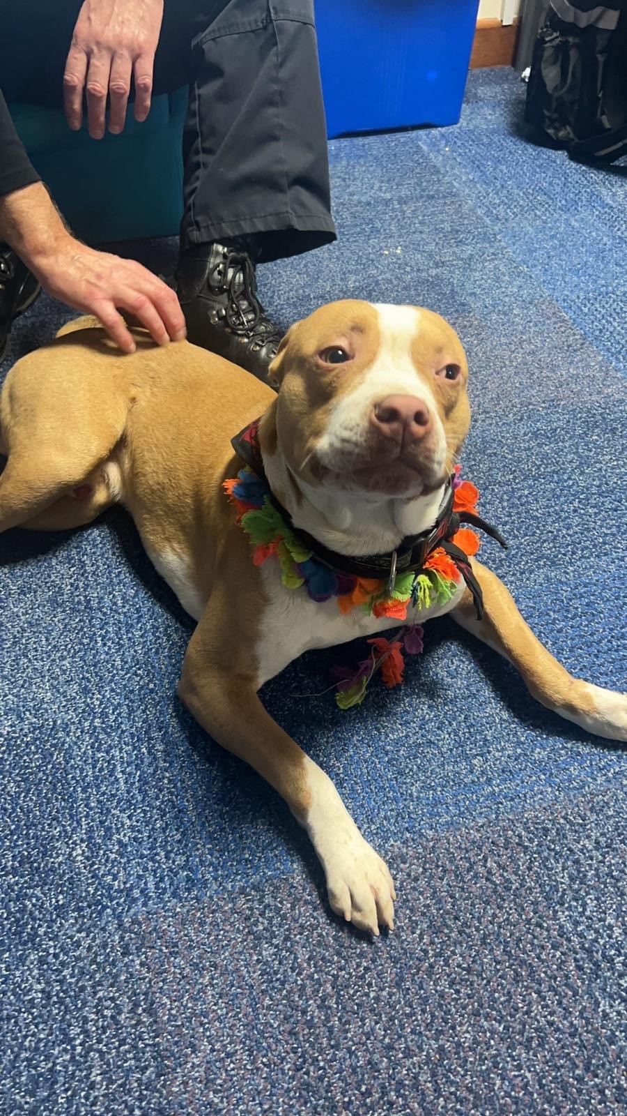 Police rescue abused dog in Milton Keynes News Greatest Hits Radio