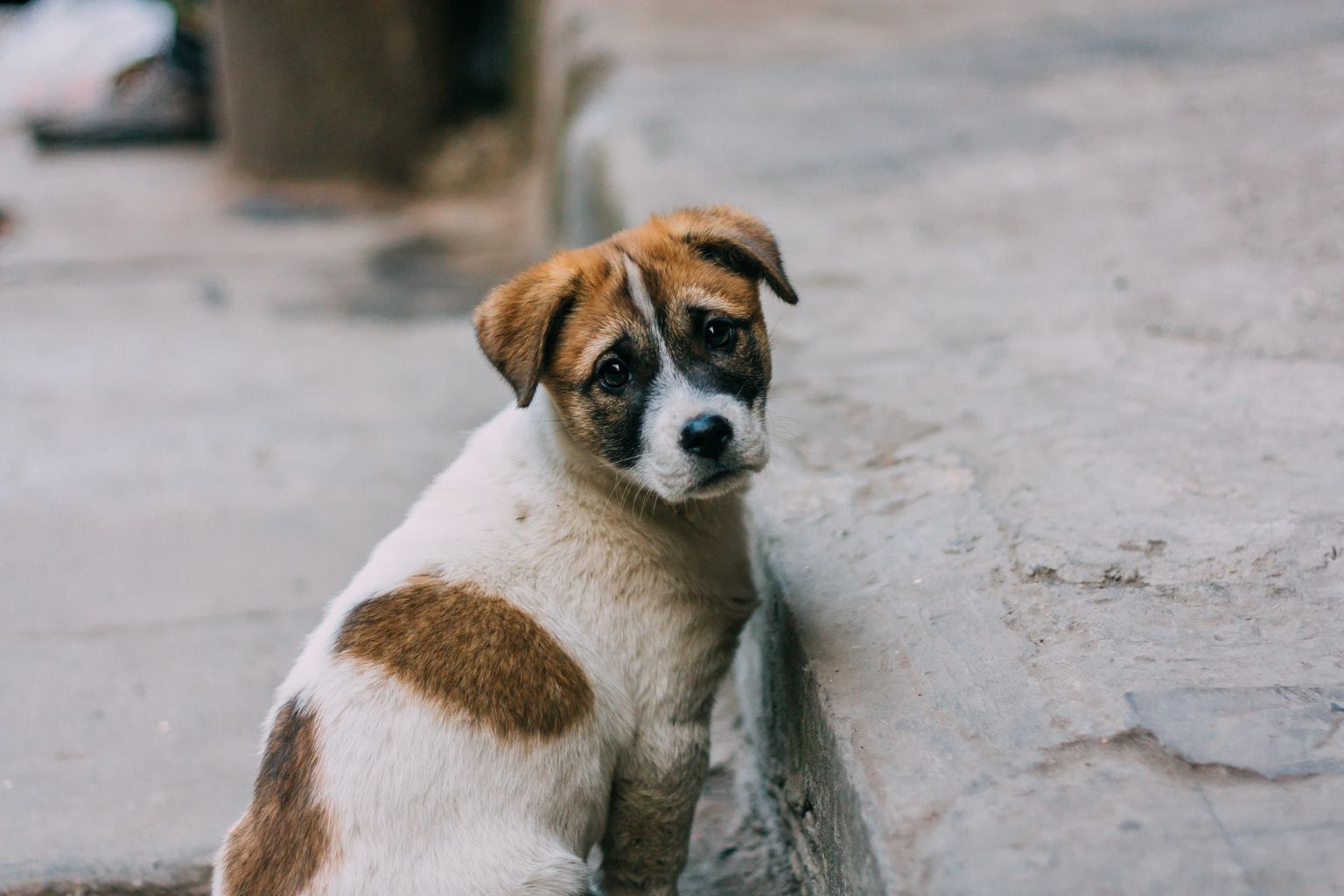 Dorset animal rescue taking in record number of stray dogs