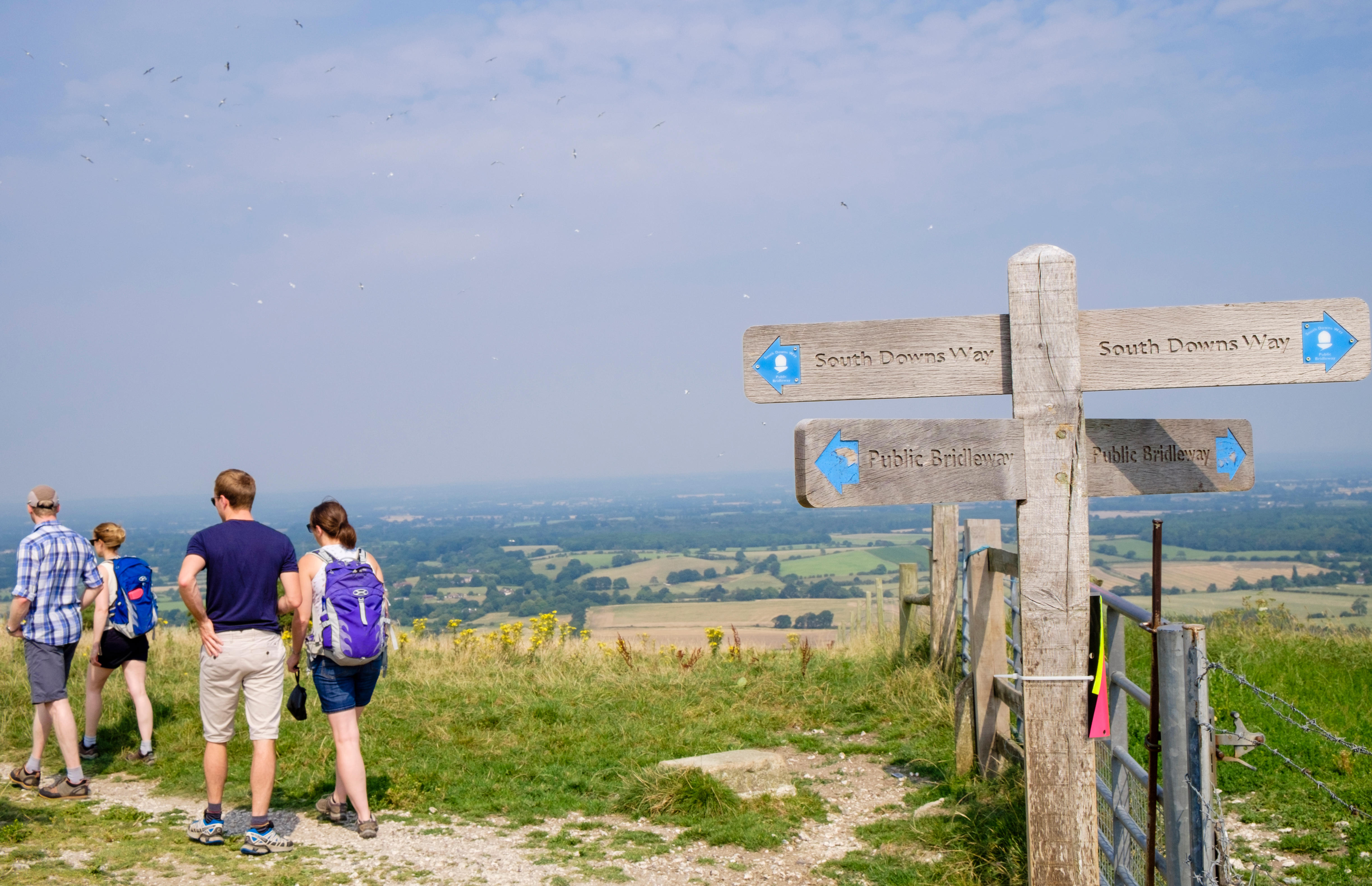 South Downs Planting 23 000 Trees To Restore Disease Hit Habitats   GNTN9F 