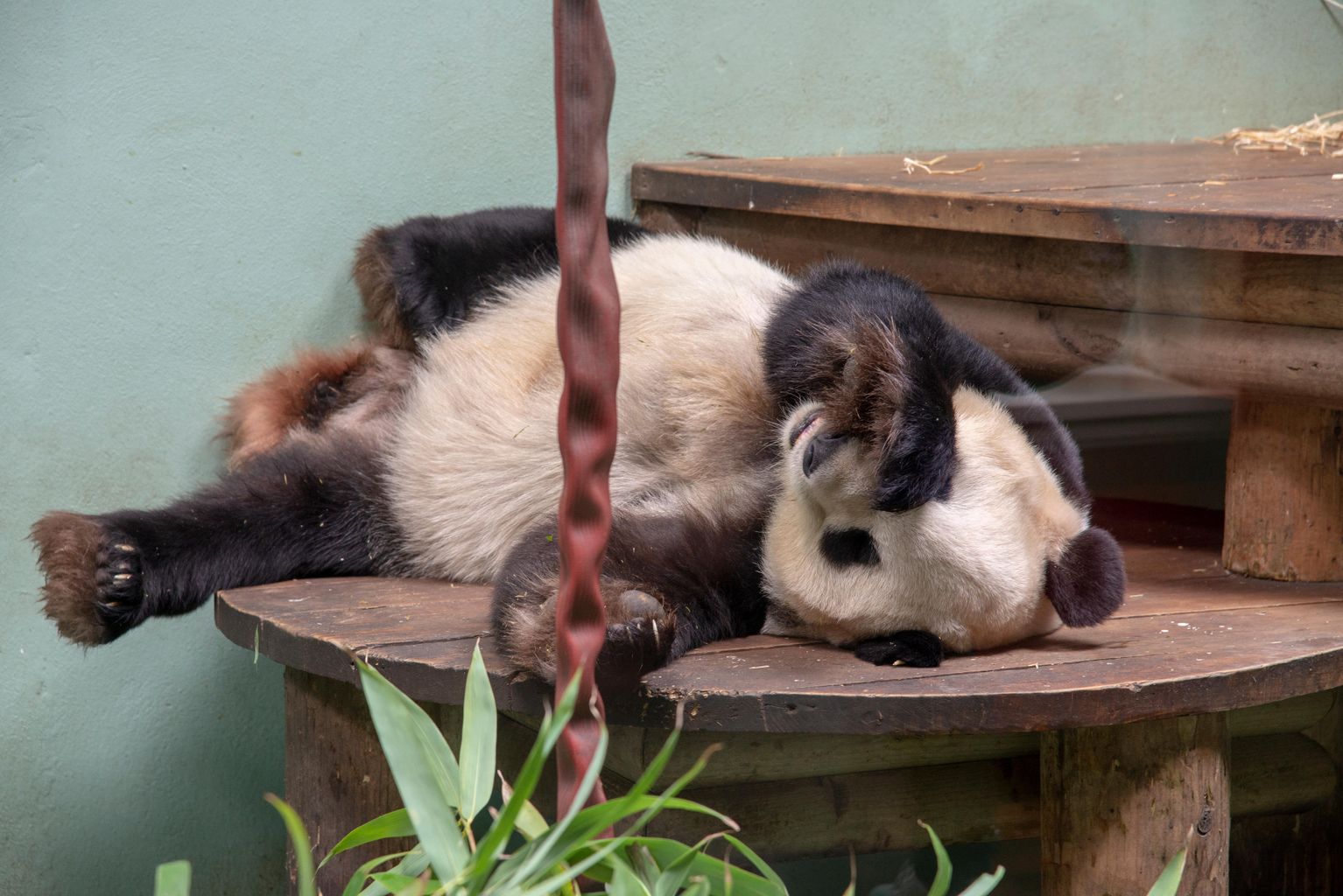 final-chance-to-see-pandas-at-edinburgh-zoo-ahead-of-return-to-china