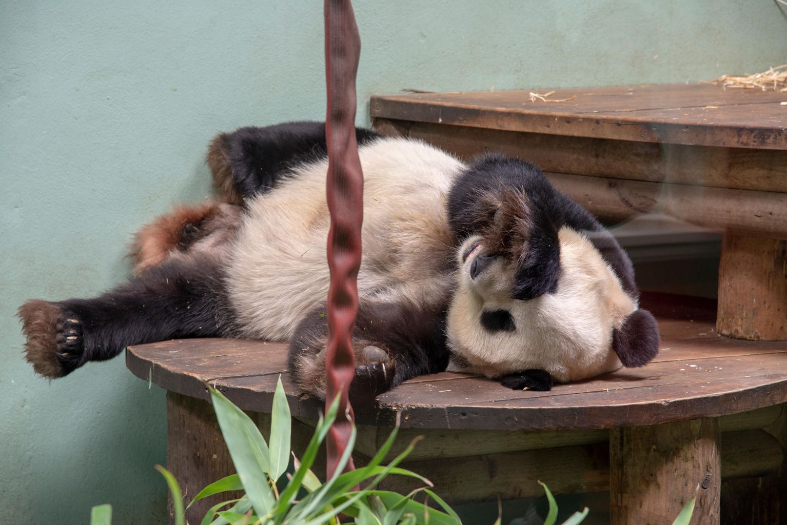 Final Chance To See Pandas At Edinburgh Zoo Ahead Of Return To China Final Chance To See Pandas At Edinburgh Zoo Ahead Of Return To China
