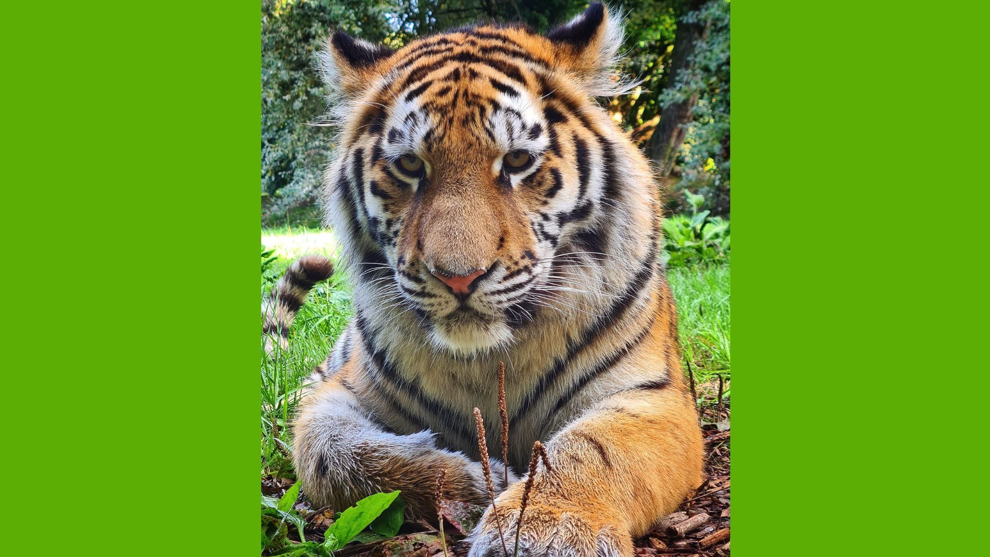 Banham Zoo tiger moves to Swedish zoo
