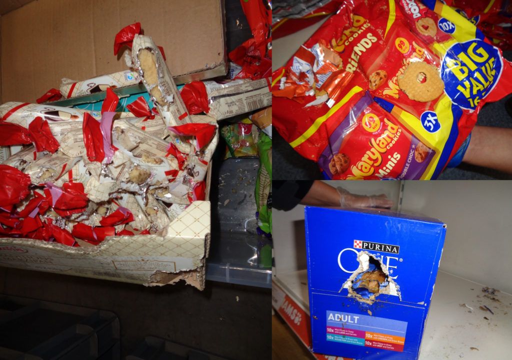 Taunton superstore handed huge fine after rat infestation