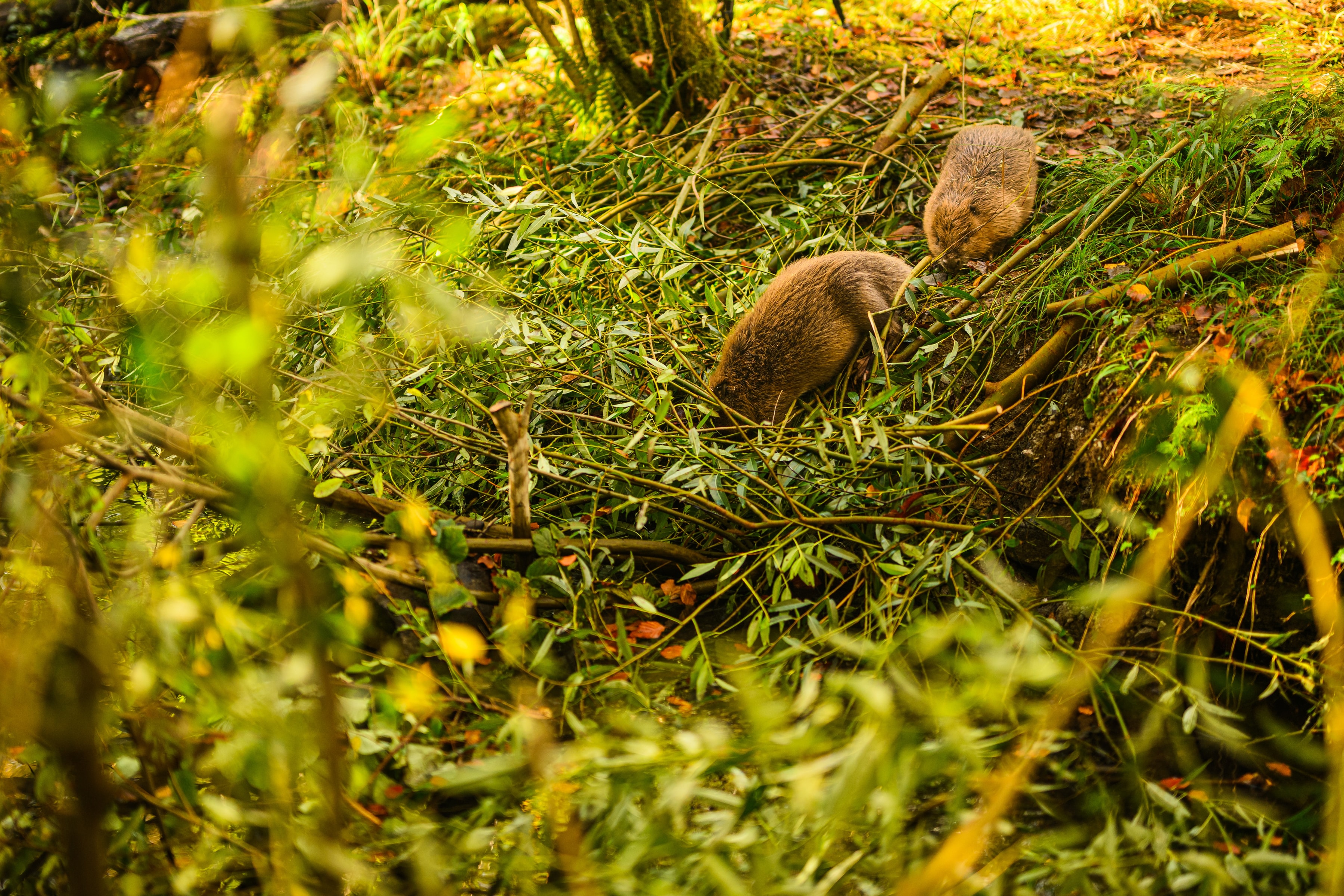 Beavers return to Poole Farm in Plymouth