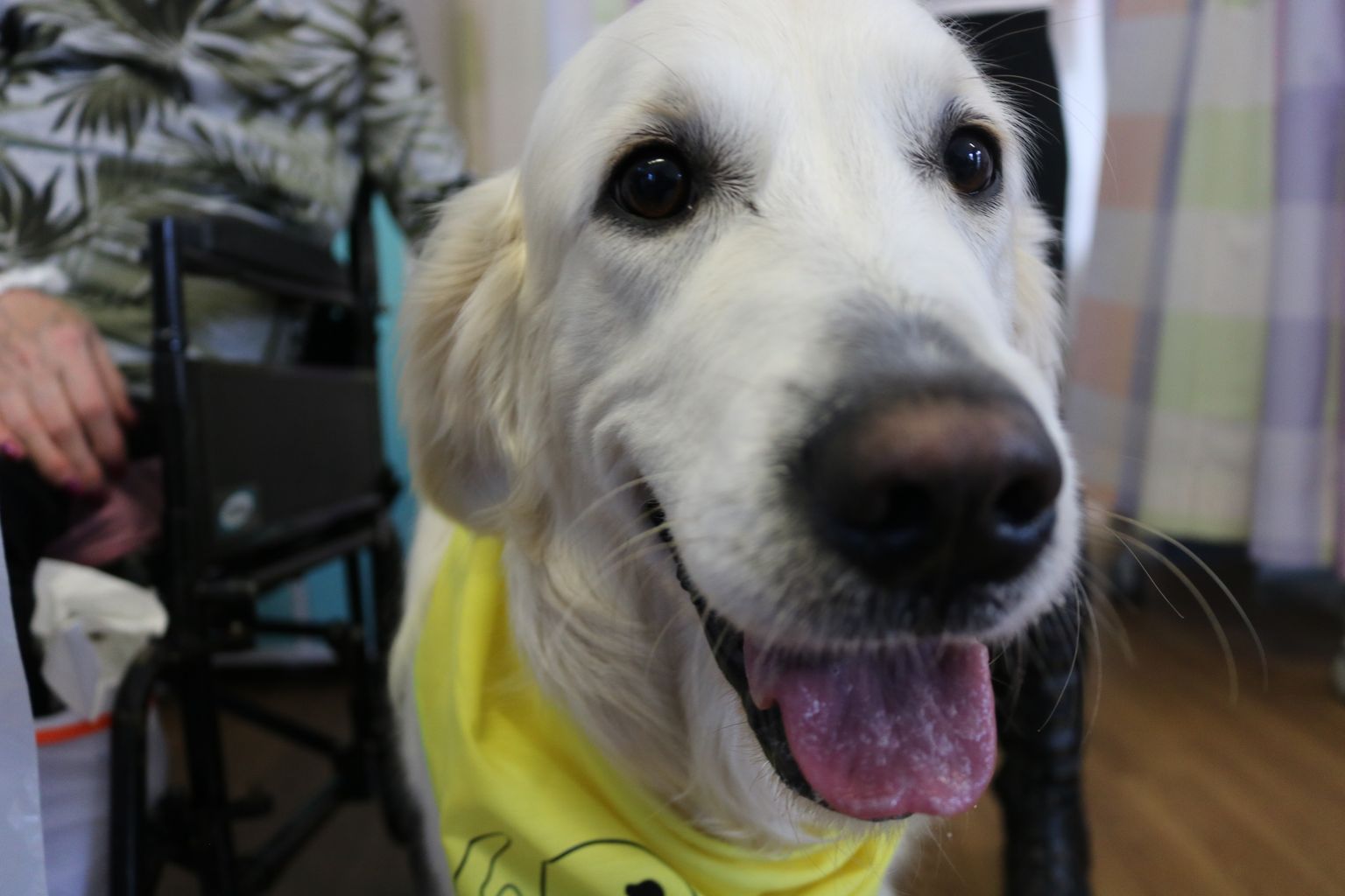 Therapy dog visits patients and staff at Worcestershire Hospital