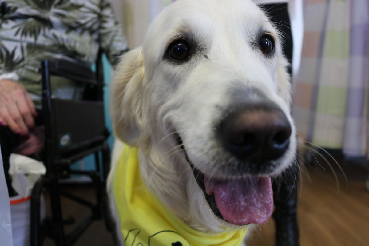 Therapy dog visits patients and staff at Worcestershire Hospital