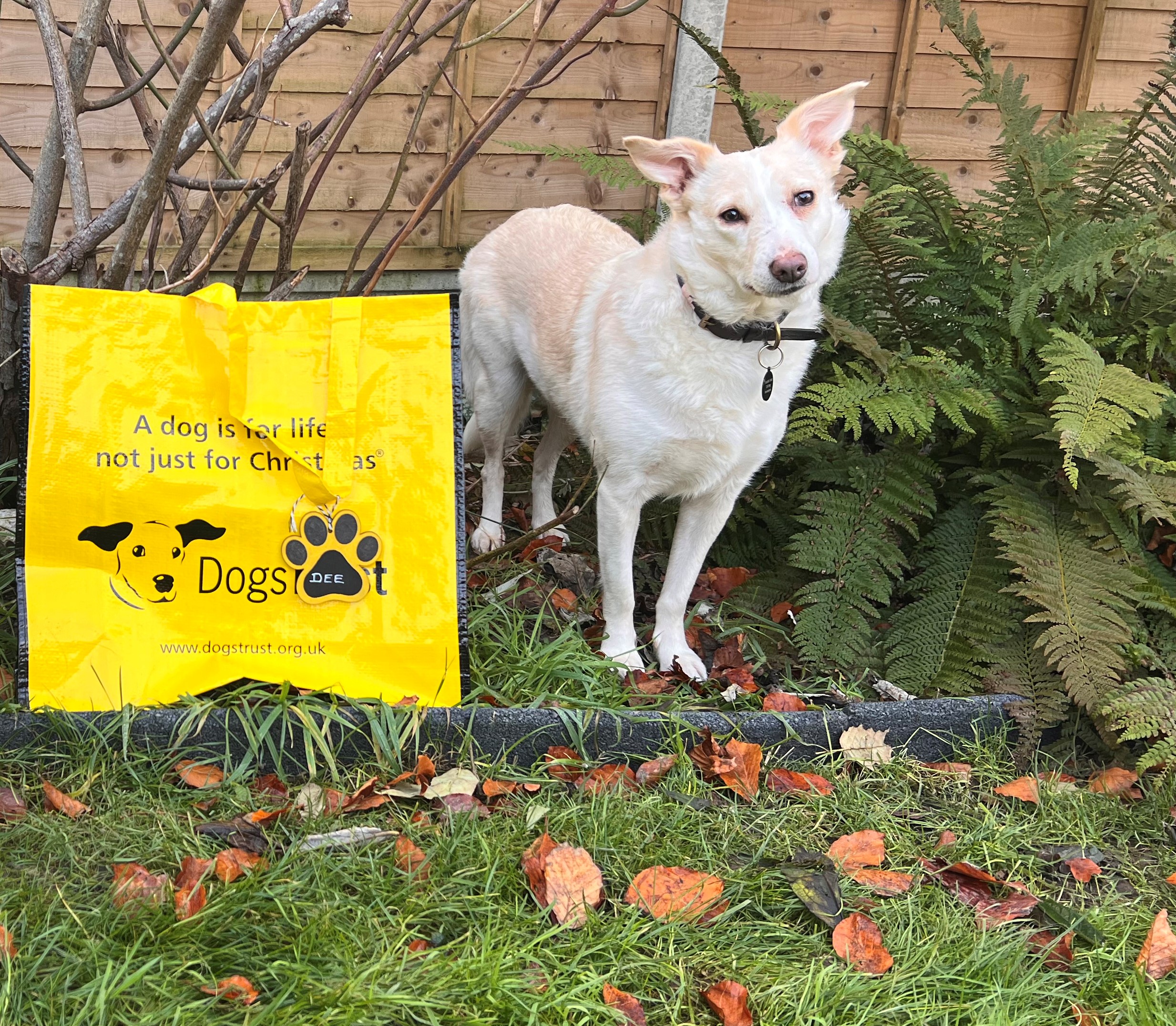 Animal Rescue Dog Trust Finglas Dogs Trust Ireland Dog Of The Week