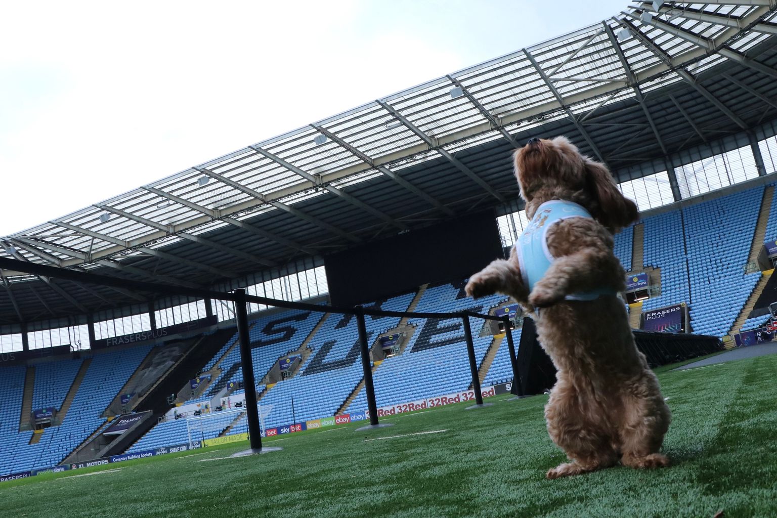 Winnie the 5-year-old Cavapoo.