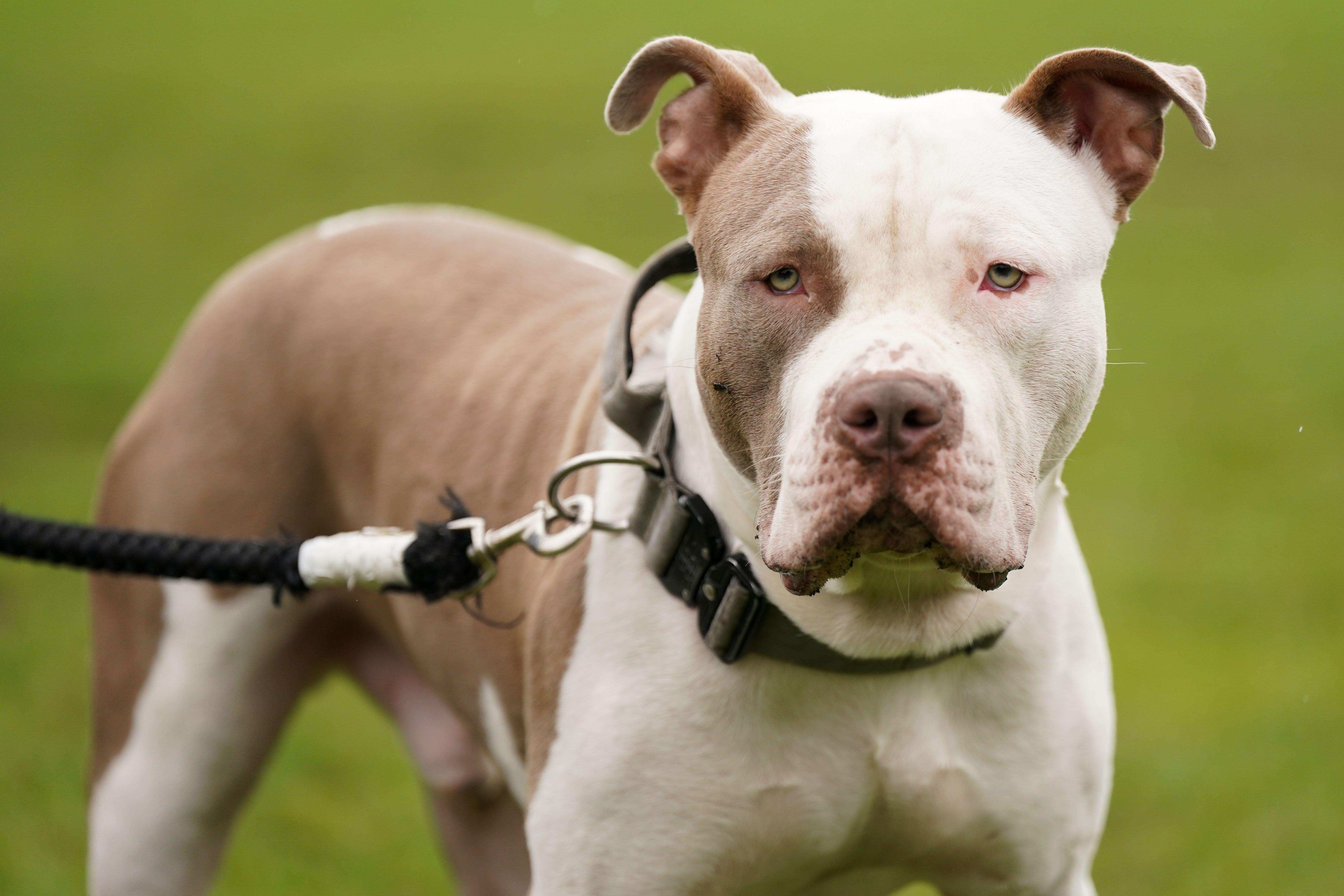 Owners of XL Bully dogs in Bucks Beds and Herts must now keep them