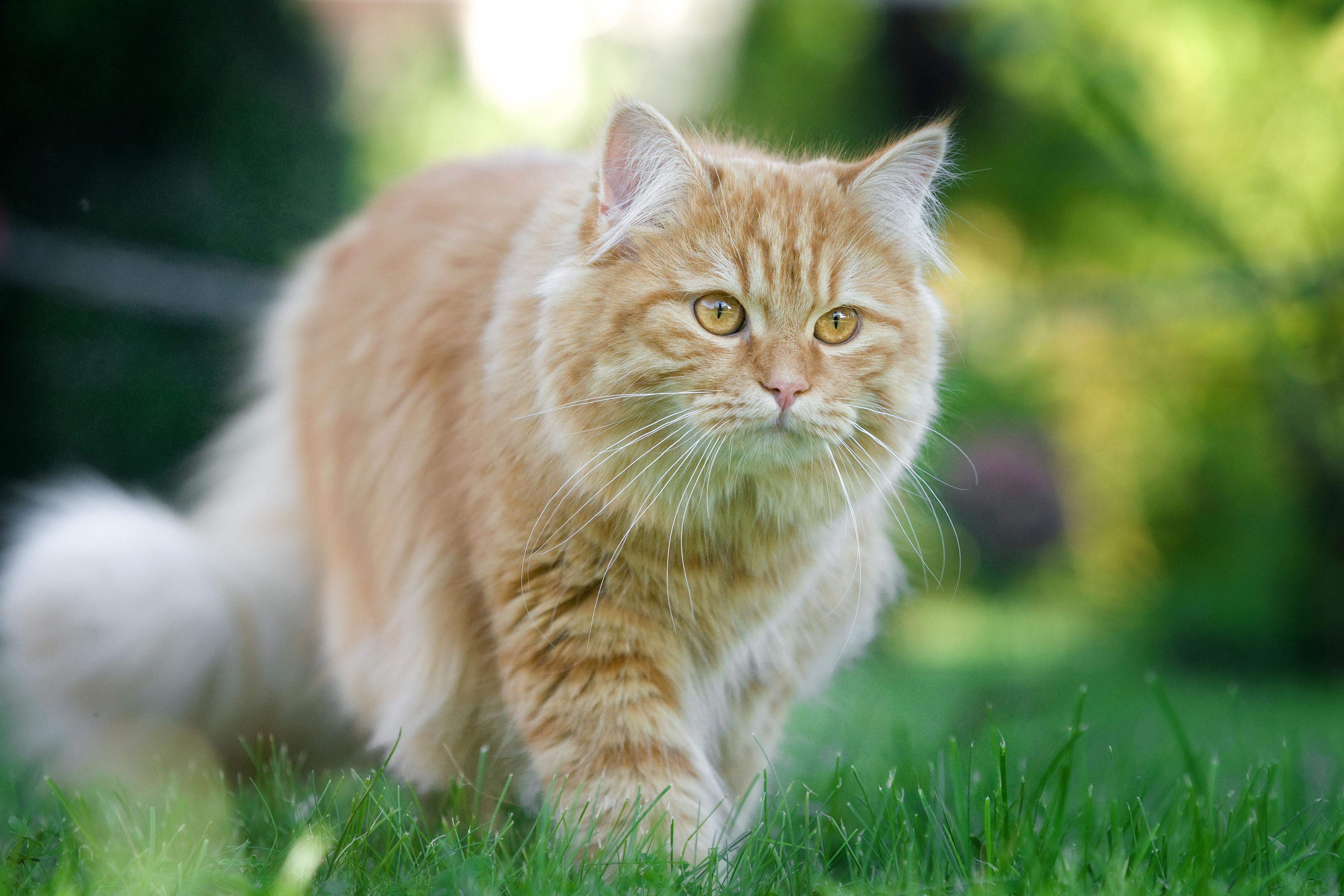 Forfar Pet Owners Urged To Be Vigilant After Spate Of Suspected Cat ...