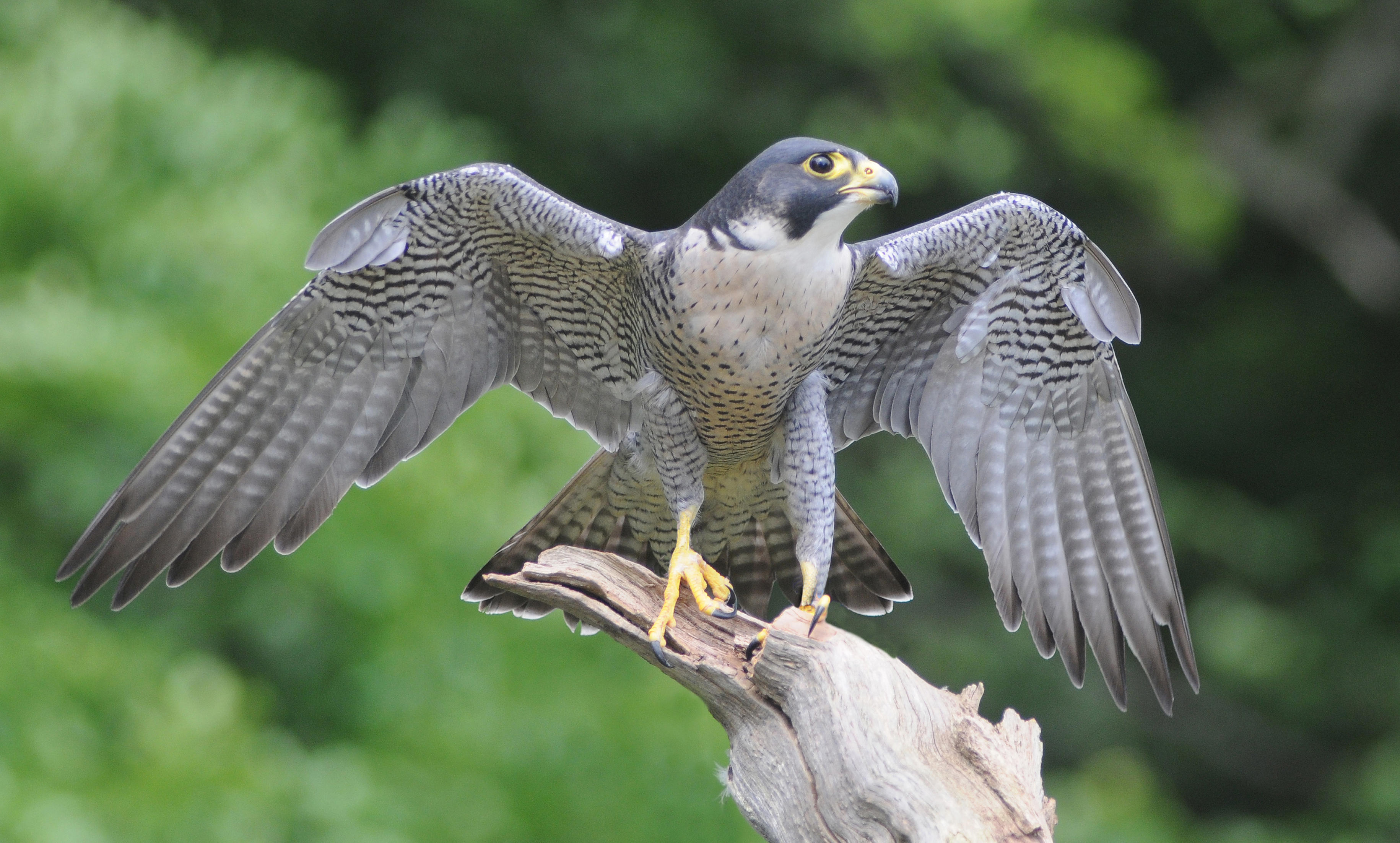 Two due in court over illegal trade in peregrine falcons | News ...