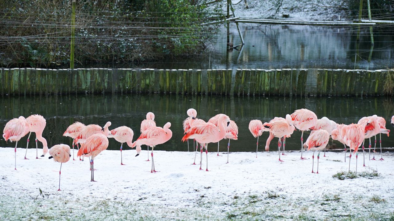 Belfast Zoo animals enjoy first snow day of 2024!