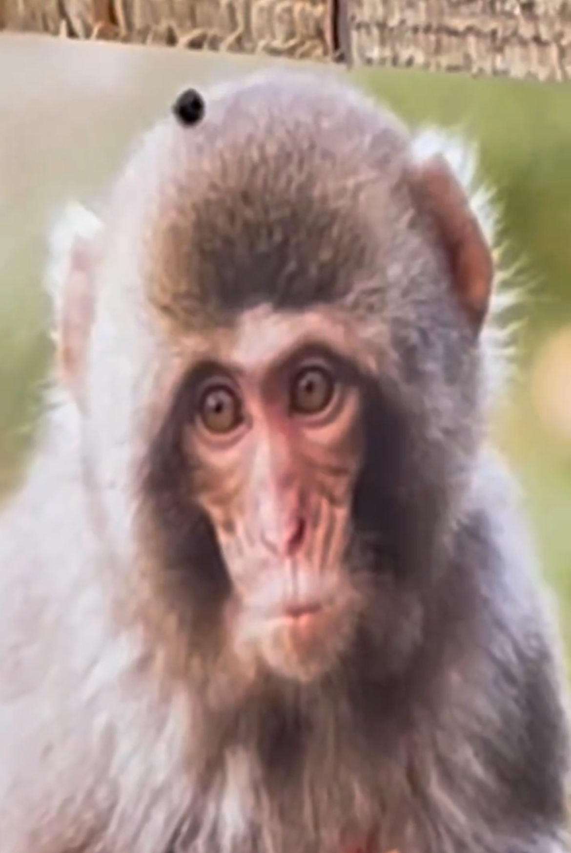 Breeding season bust up could have led to monkey escape
