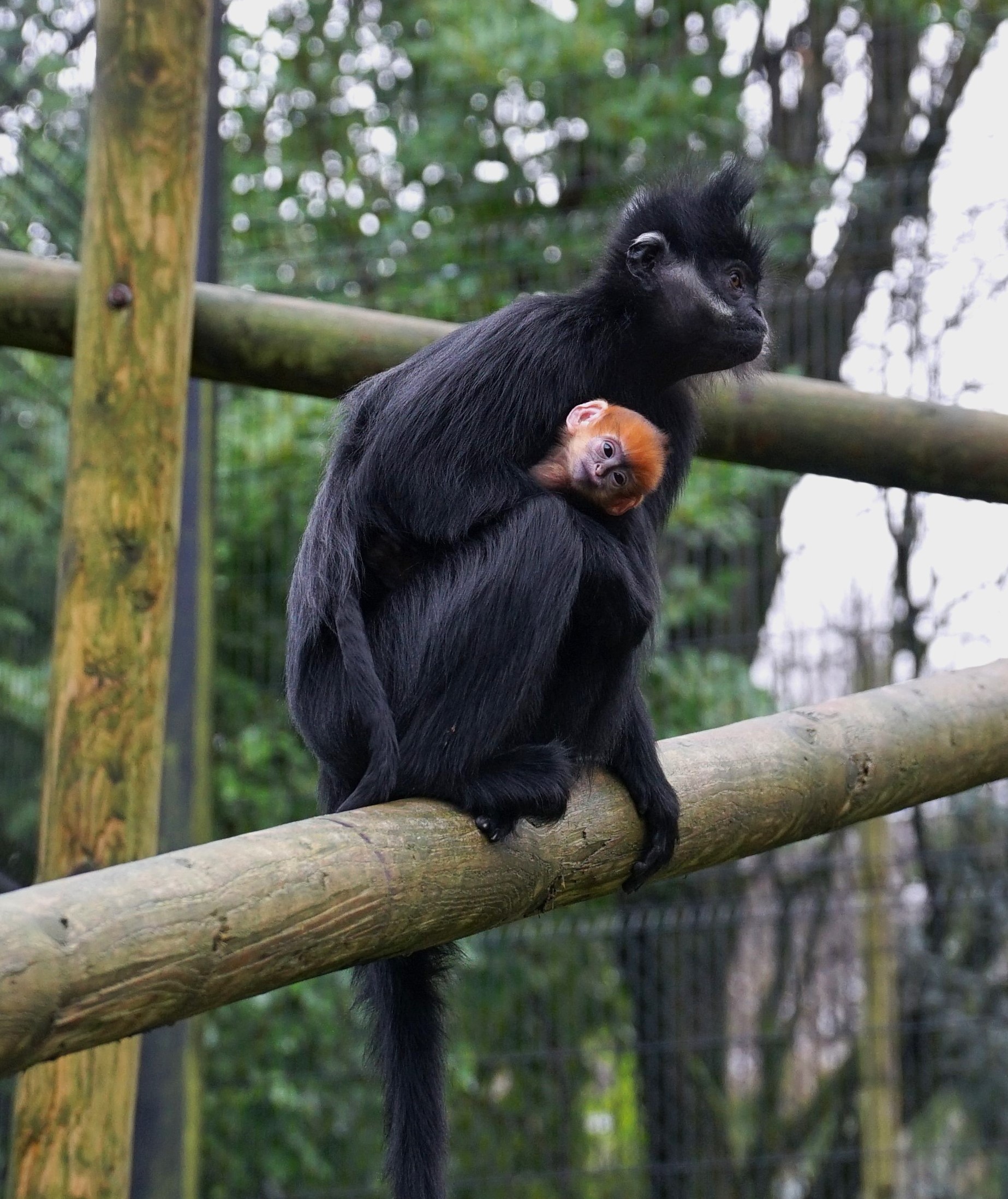 Belfast Zoo welcomes two monkey babies🐒 | News - Cool FM
