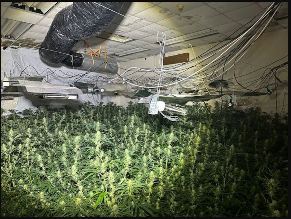 Man arrested after police seize thousands of cannabis plants