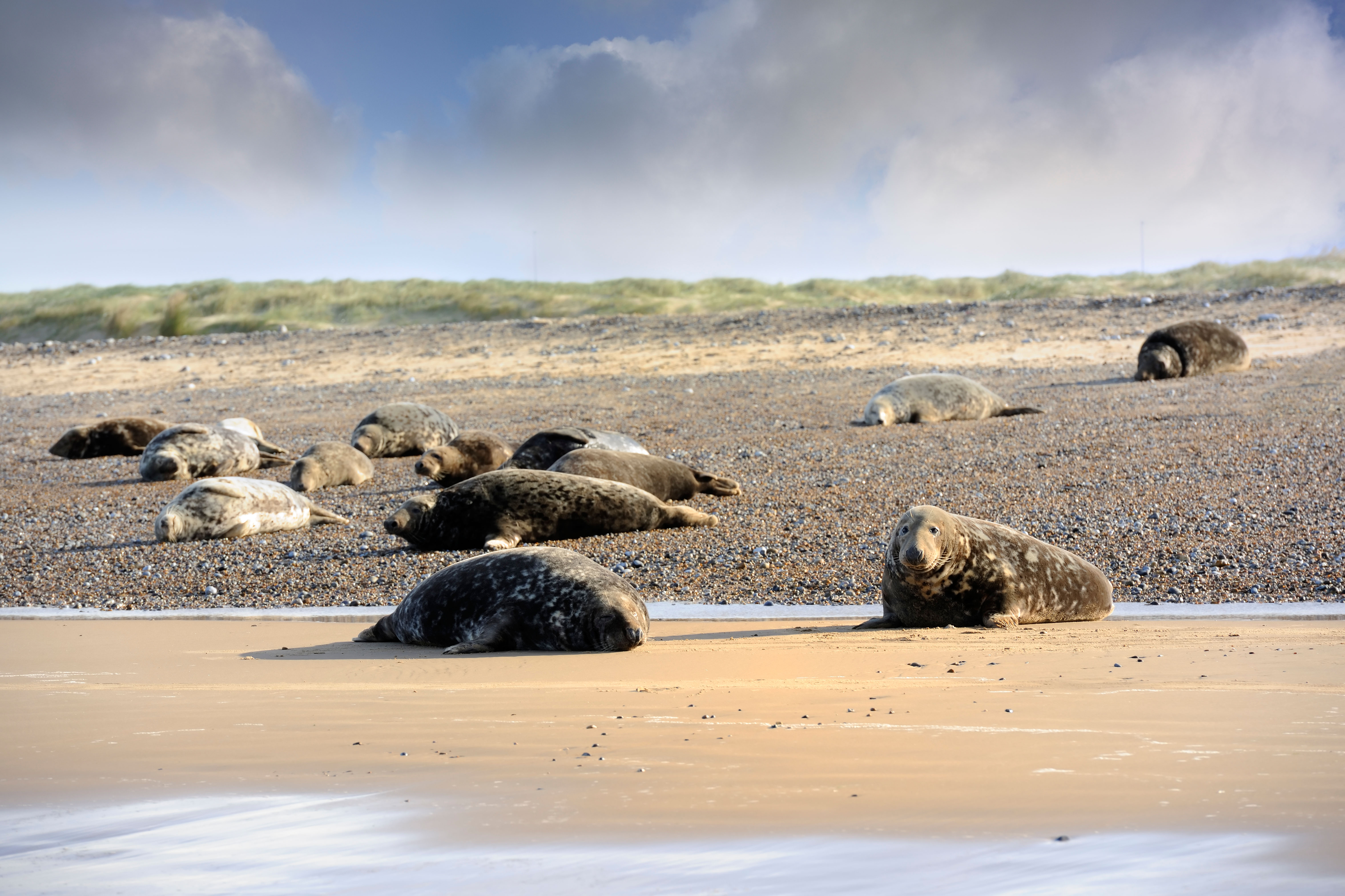 Suffolk its first breeding grey seal colony News Greatest