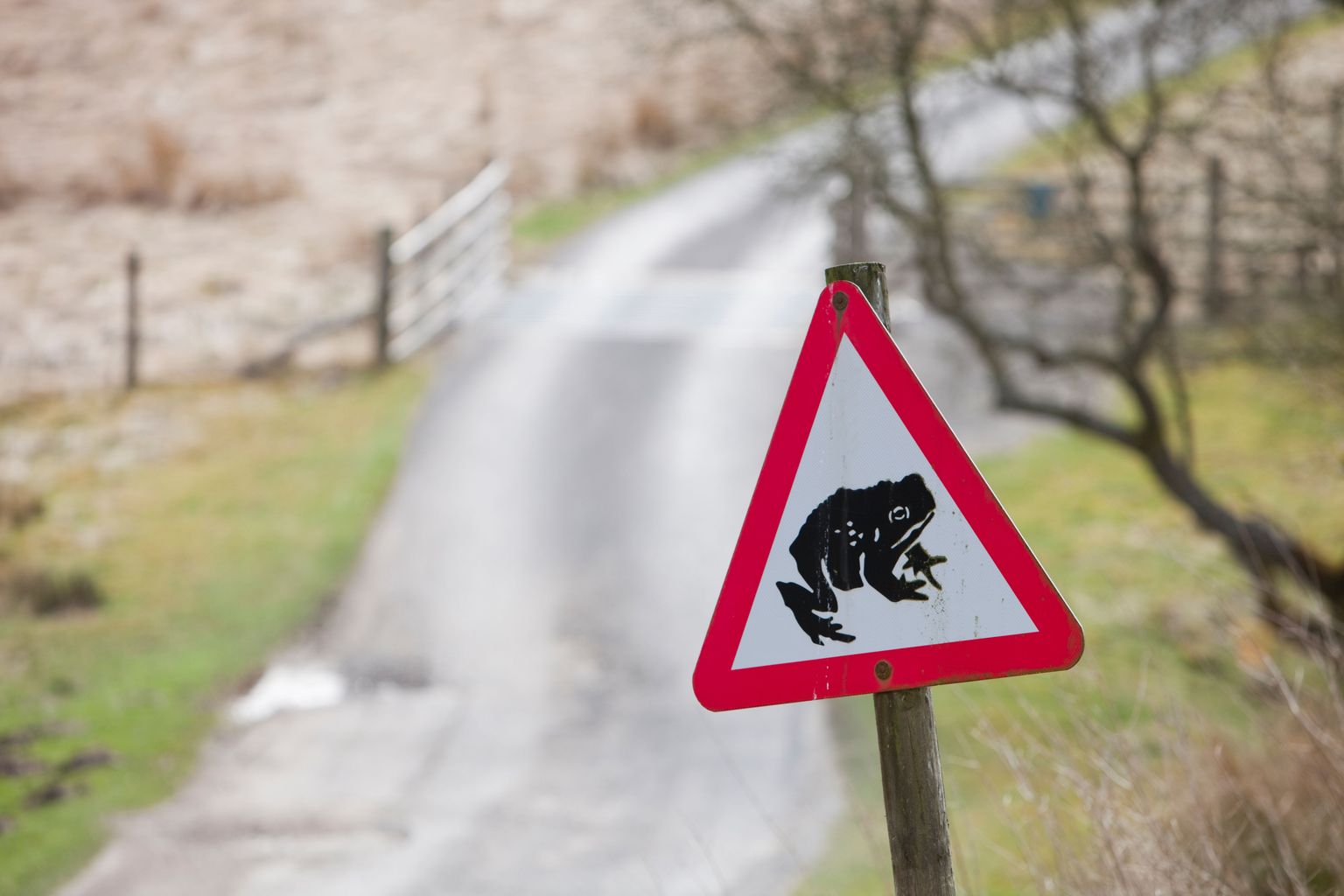 Mind the toad! Warnings for Surrey drivers to watch out for toads on roads