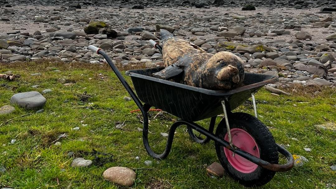 Arran’s ‘Clyde the Seal’ found washed up on Bute