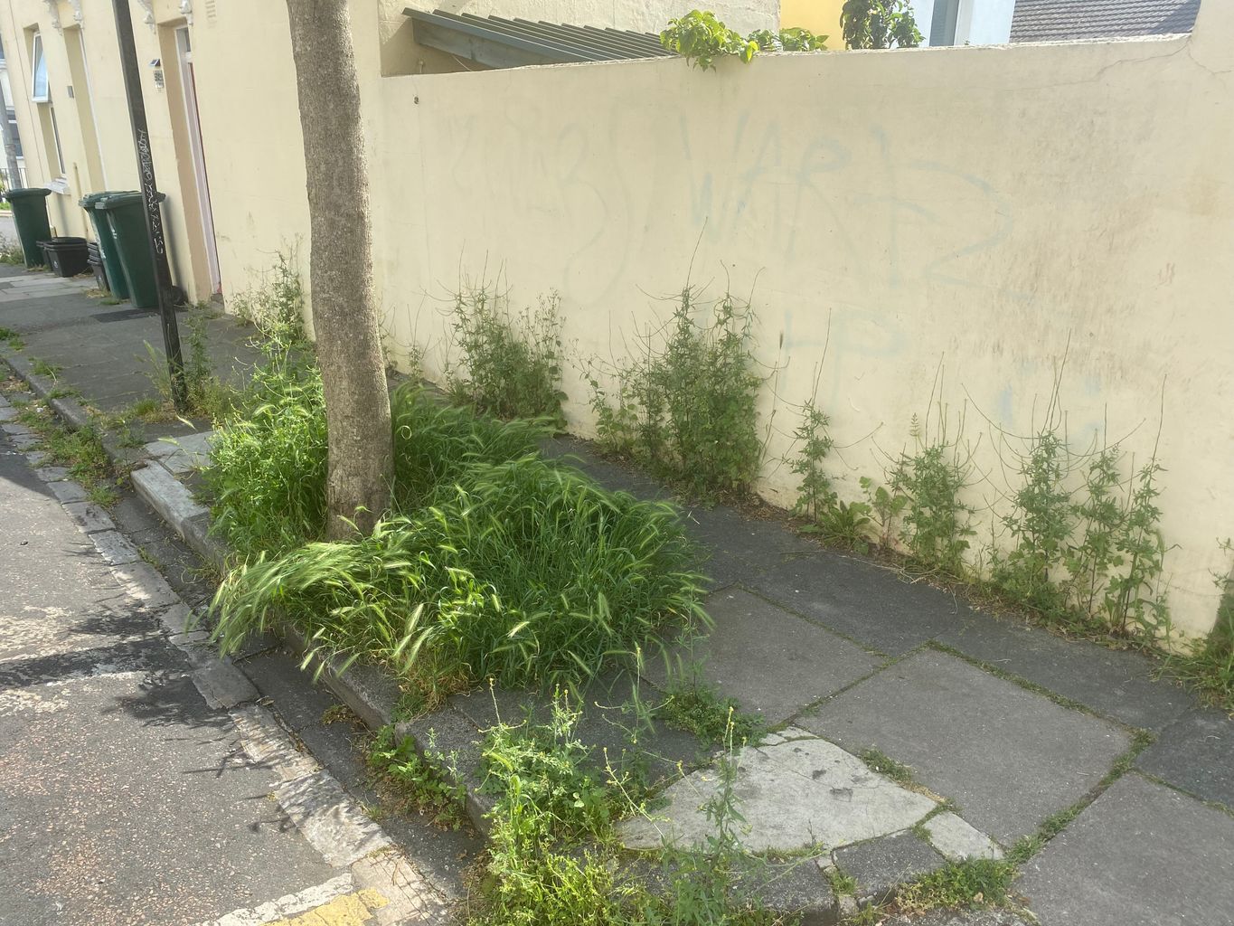 Weeds costing council millions in repairs after damage to pavements across Brighton