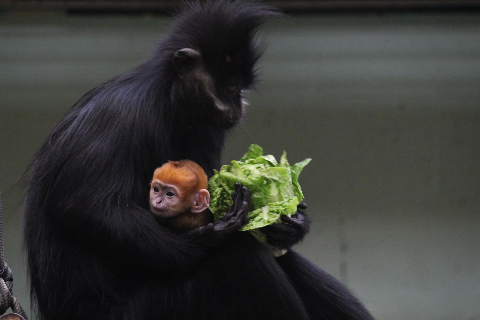Endangered monkey born at Whipsnade Zoo