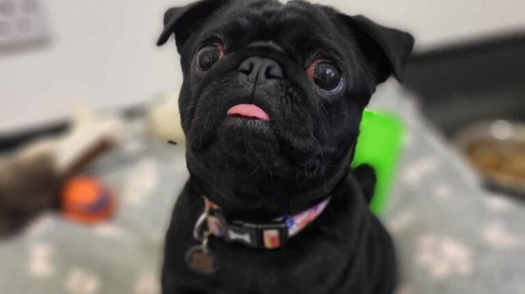 Suffolk RSPCA appeal for surgery donations for Chilli the pug
