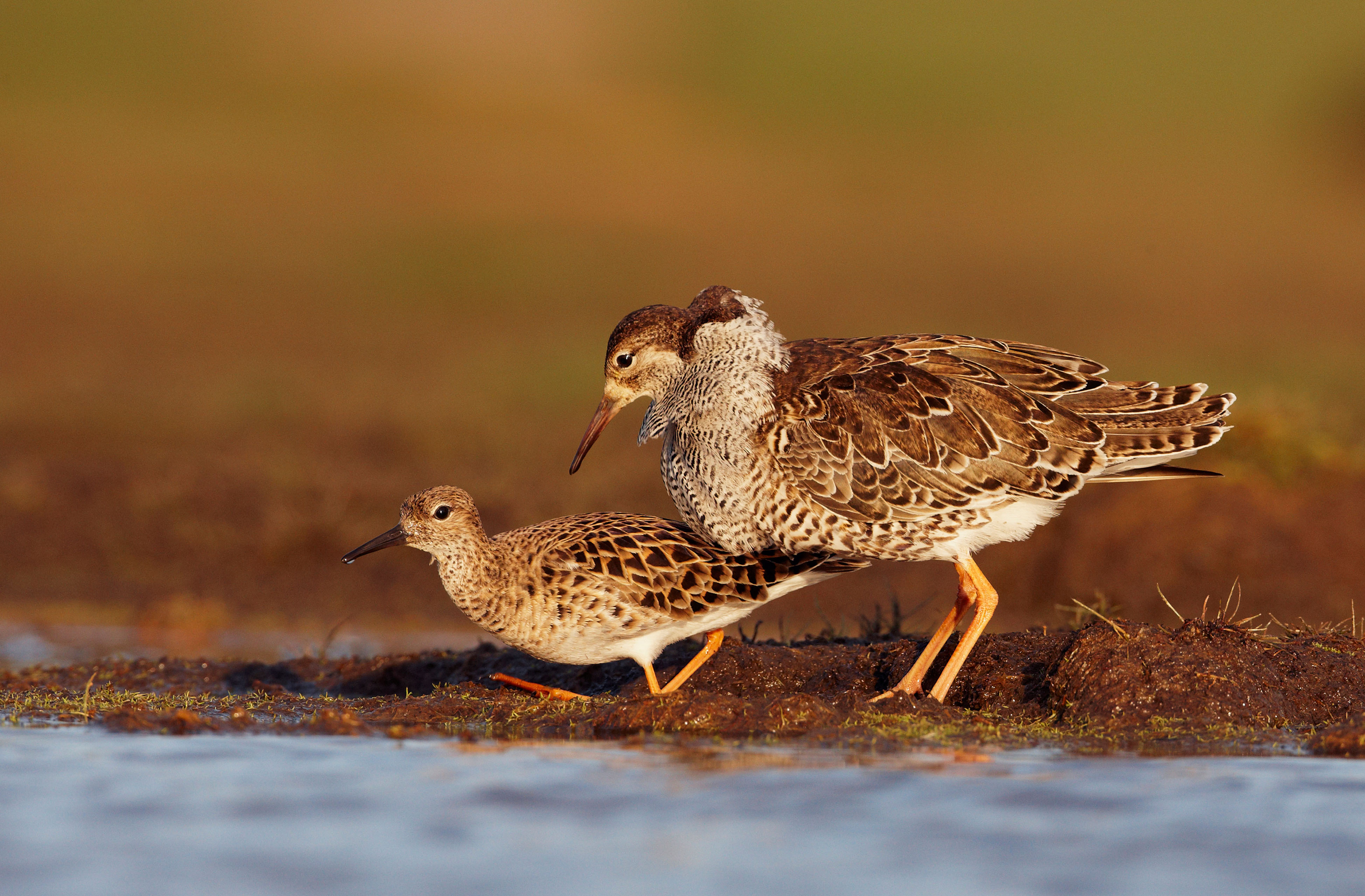 Rare bird breeding programme approved for Norfolk marshes | News ...