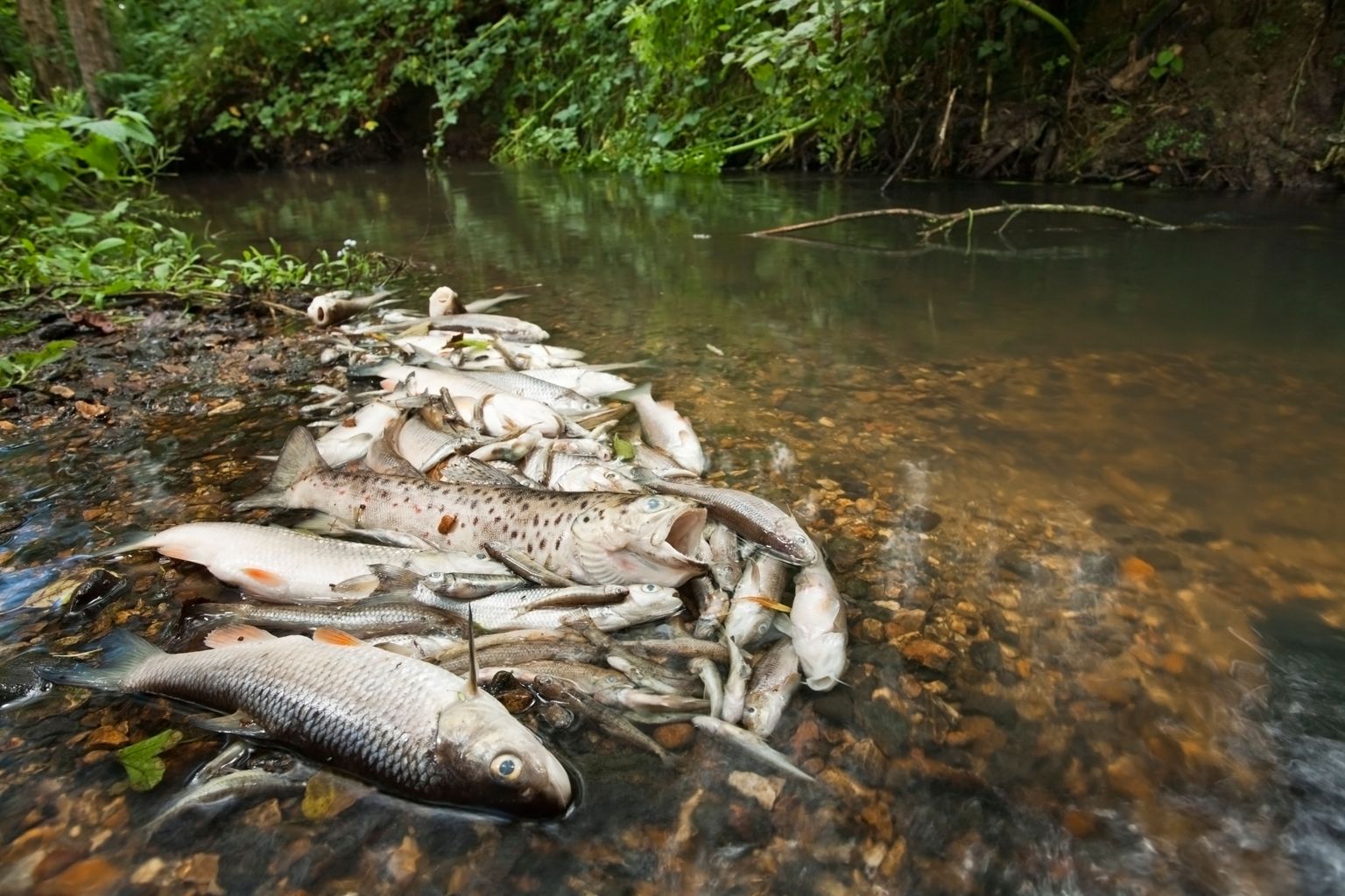 Anglian Water and Severn Trent to spend millions tackling sewage spills