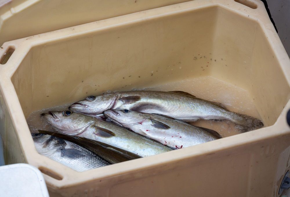 Pollack quotas 'taking away fishermen's livelihoods' says Cornish MP ...
