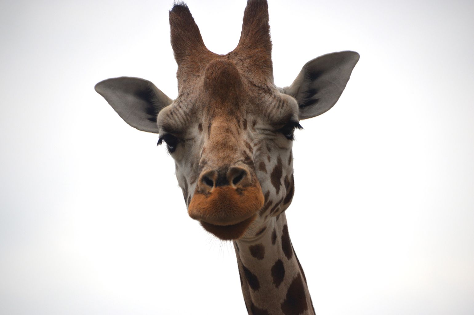 WATCH: Chester Zoo shares video of Giraffe birth