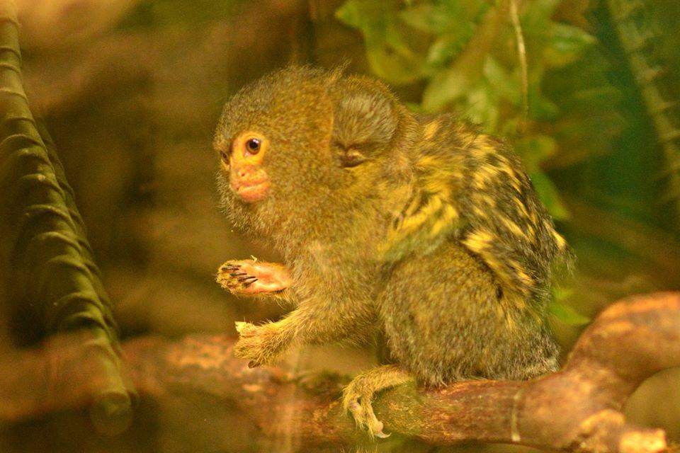 World's smallest monkey gives birth to twins at Telford Zoo | News ...