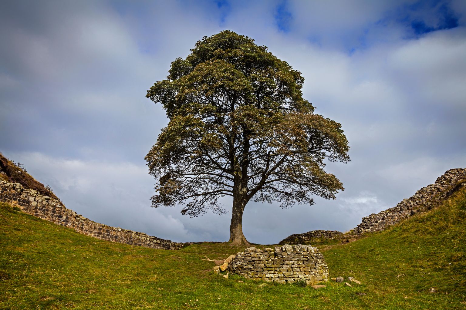 Artist plants a tree for every Sycamore Gap painting sold