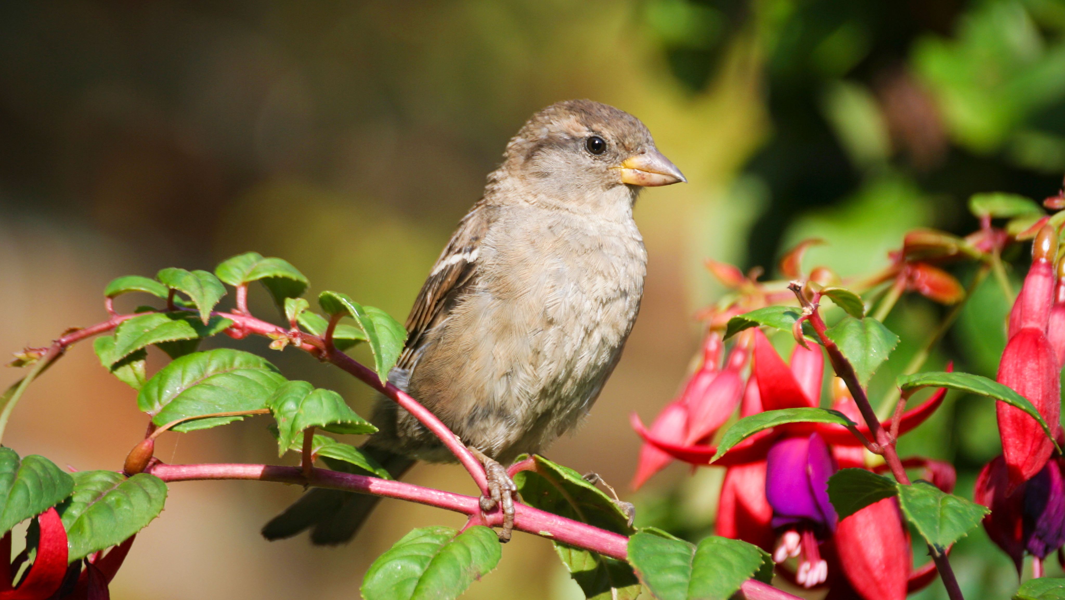 Sparrow is Northern Ireland's most commonly spotted bird