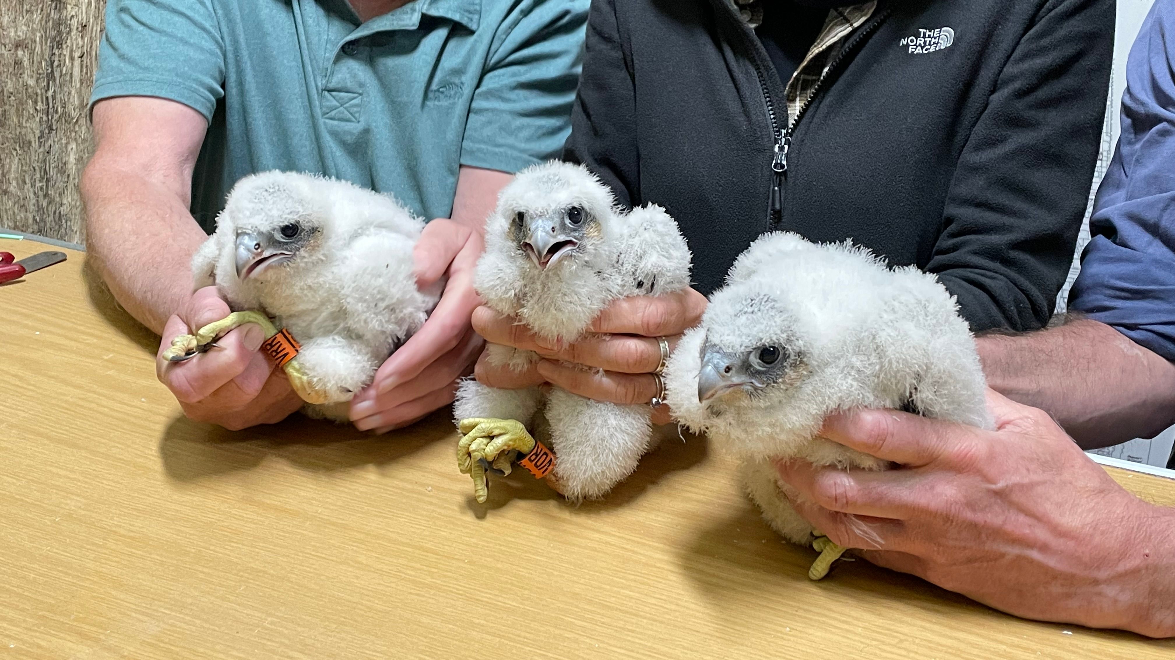 Salisbury Peregrine sighted in Staffordshire Salisbury Peregrine sighted in Staffordshire