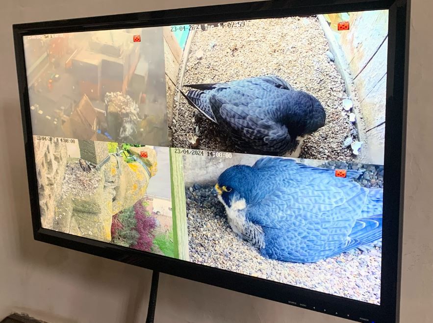 All eyes on Taunton as Peregrine Falcons begin to hatch