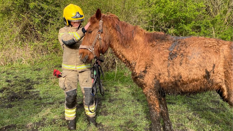 Firefighters rescue horse stuck in the mud in County Durham