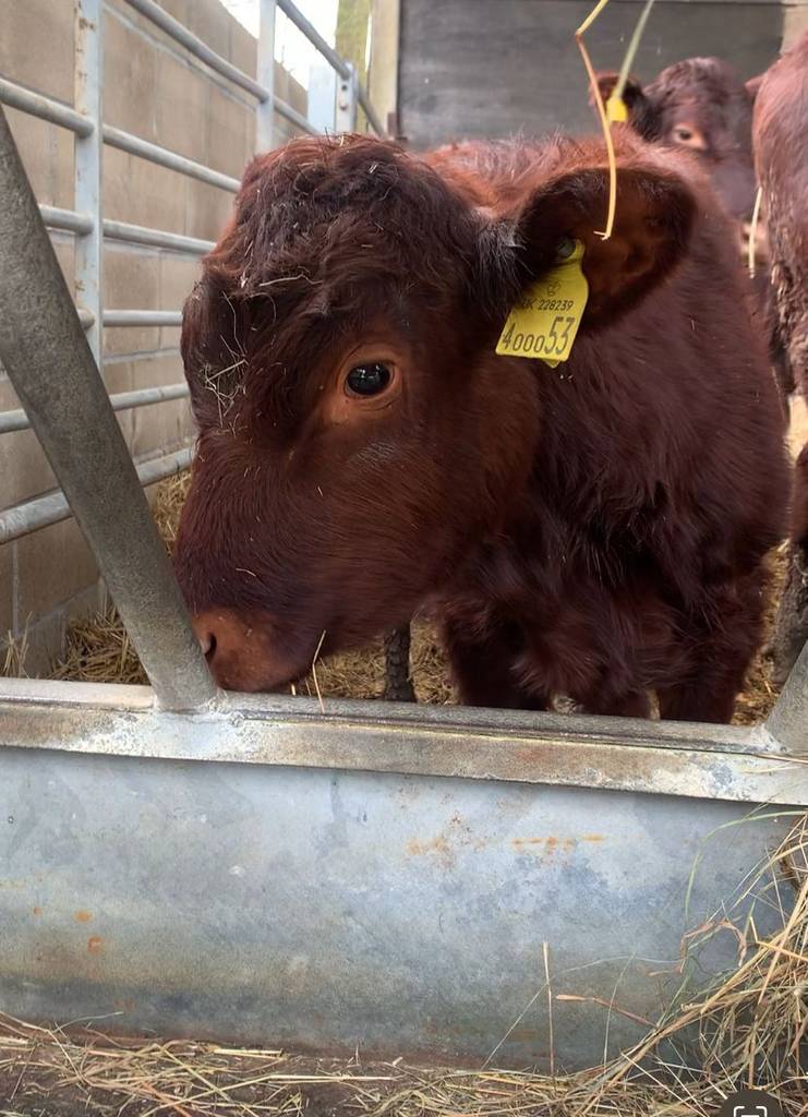 Suffolk cattle farmer worries instability is putting people off joining ...