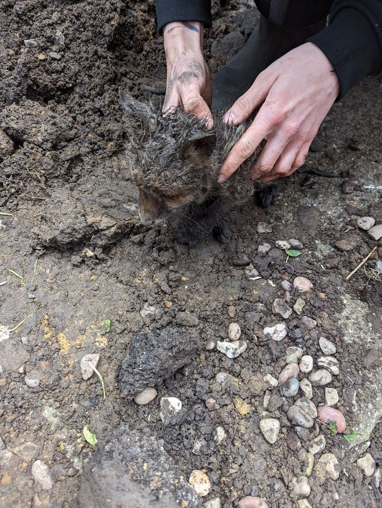 Fox Cub Rescue