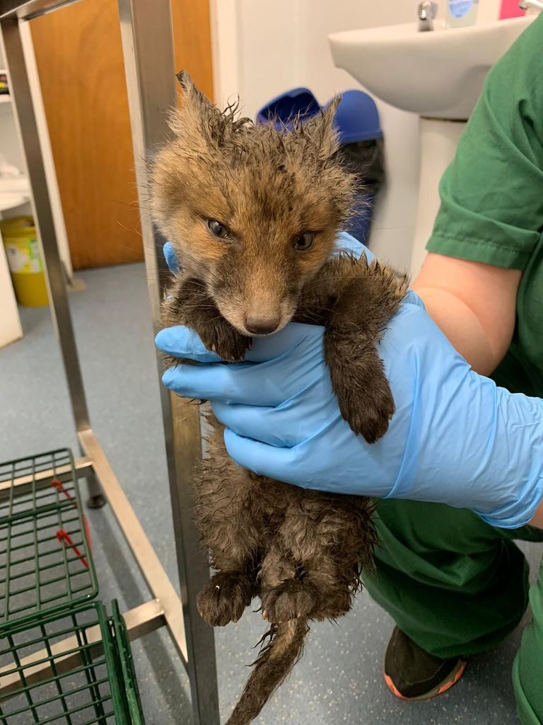 Fox Cub Rescue