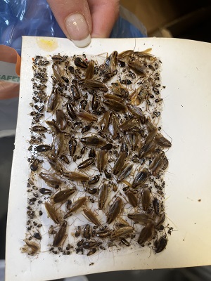 Coventry food business fined for cockroach infestation
