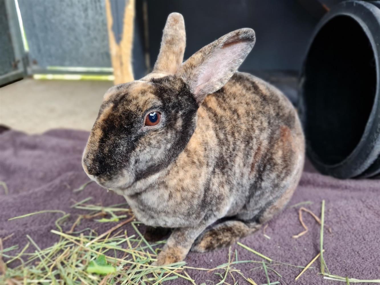 Suffolk RSPCA appeal for home for 'heartbroken' bunny