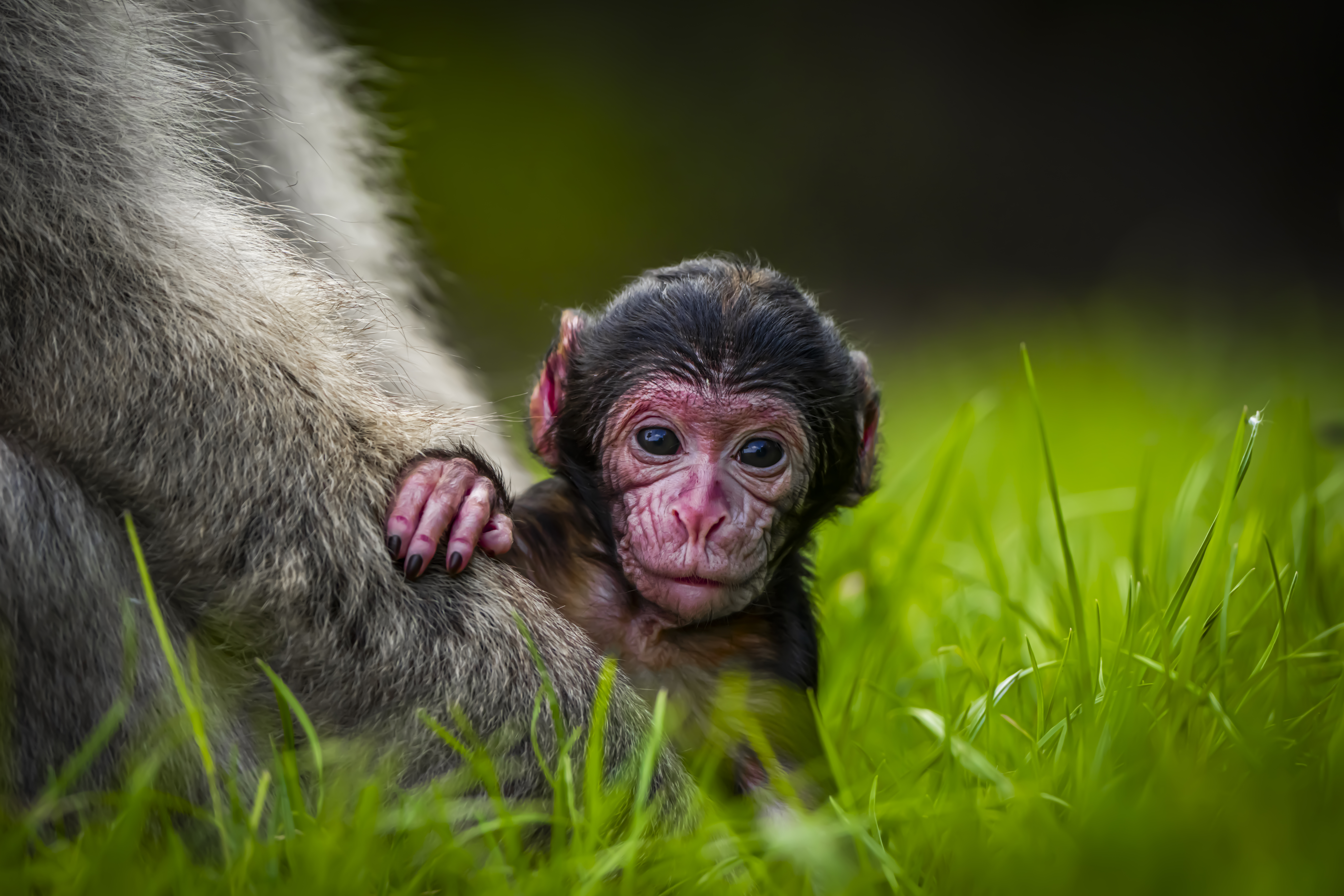 Two endangered monkeys have been born in Staffordshire | News - Hits ...