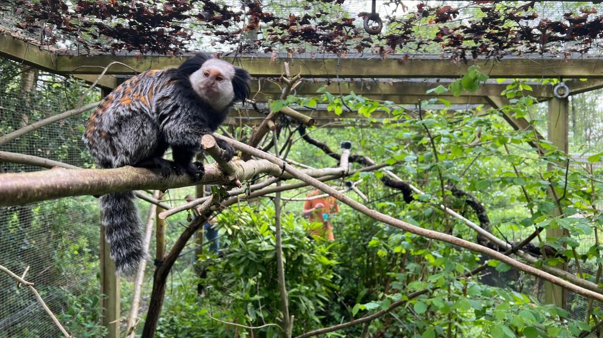 Monkey found in conservatory given new home in Dorset