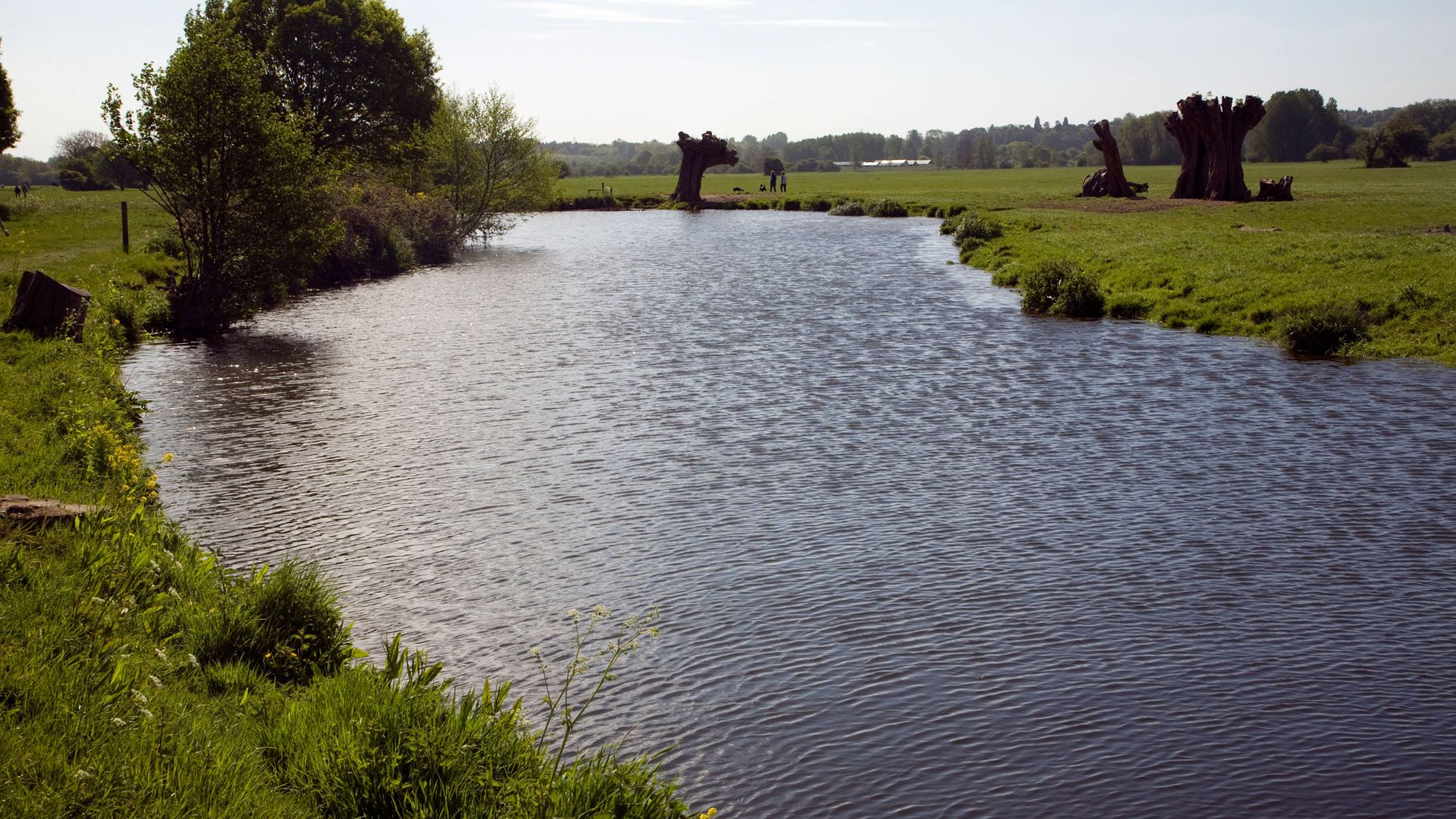 Child contracts Weil's disease after swimming in River Stour | News ...