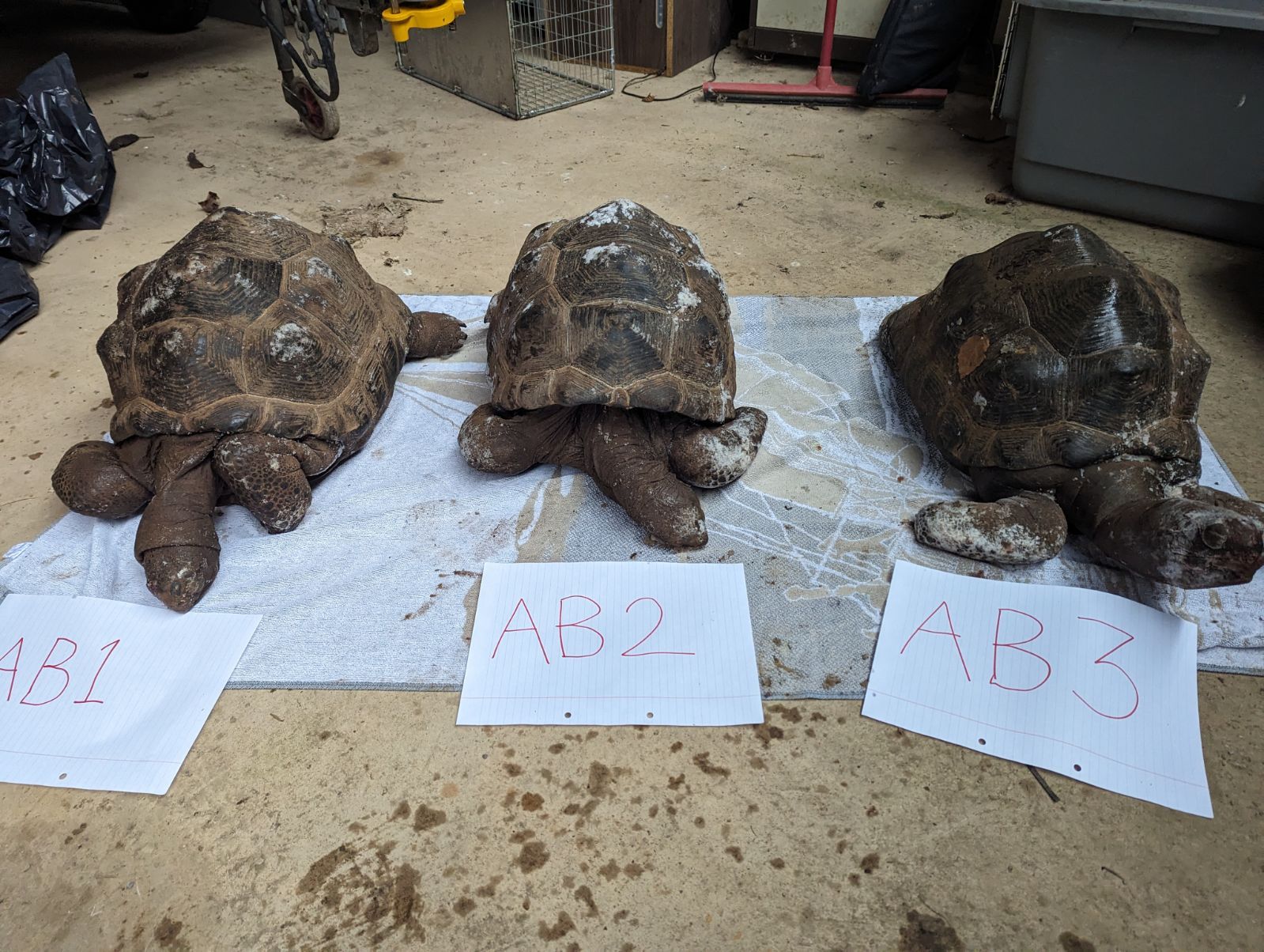 Exeter man admits to causing deaths of 10 rare giant tortoises