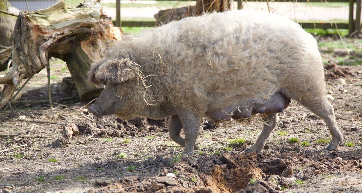 Hog Rado Hairy Hungarian hogs will help Exmoor support endangered butterflies ...