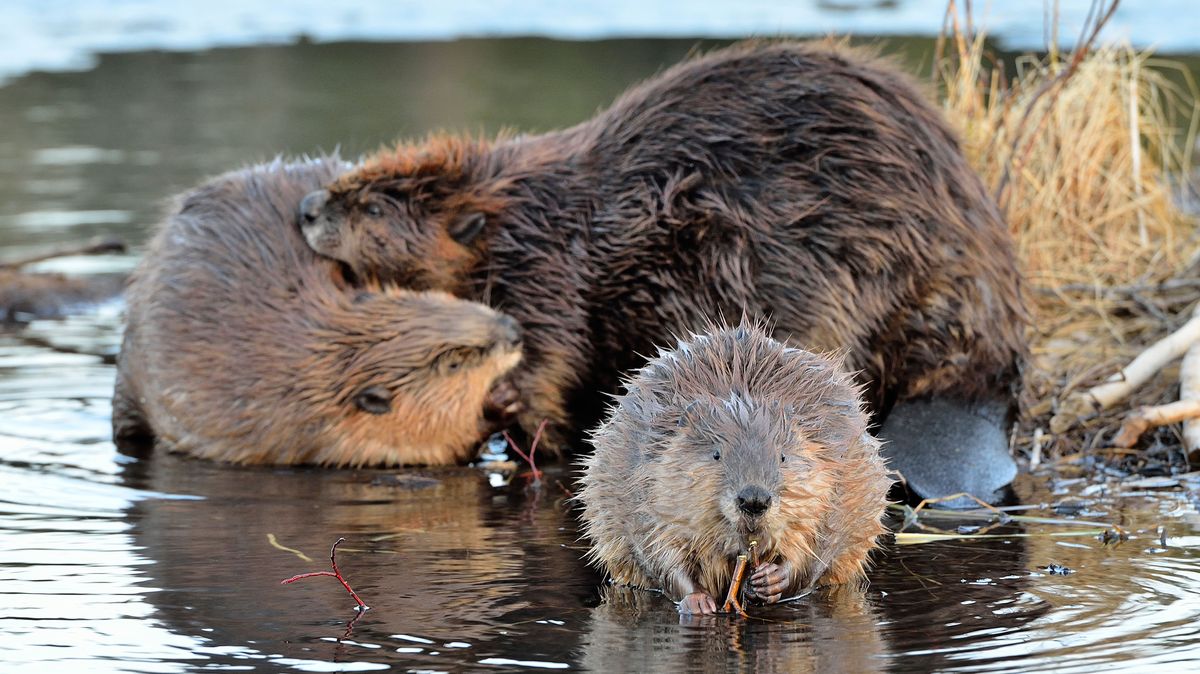Engared Water Beavers pave way for return of endangered water voles to Scottish ...