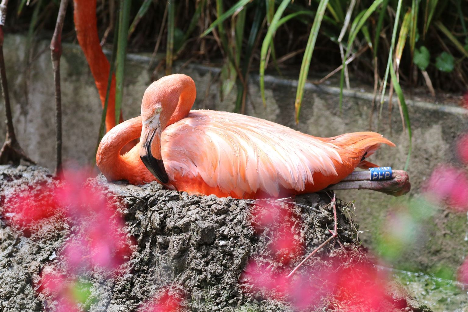 First Caribbean Flamingo egg laid in five years at Paradise Park