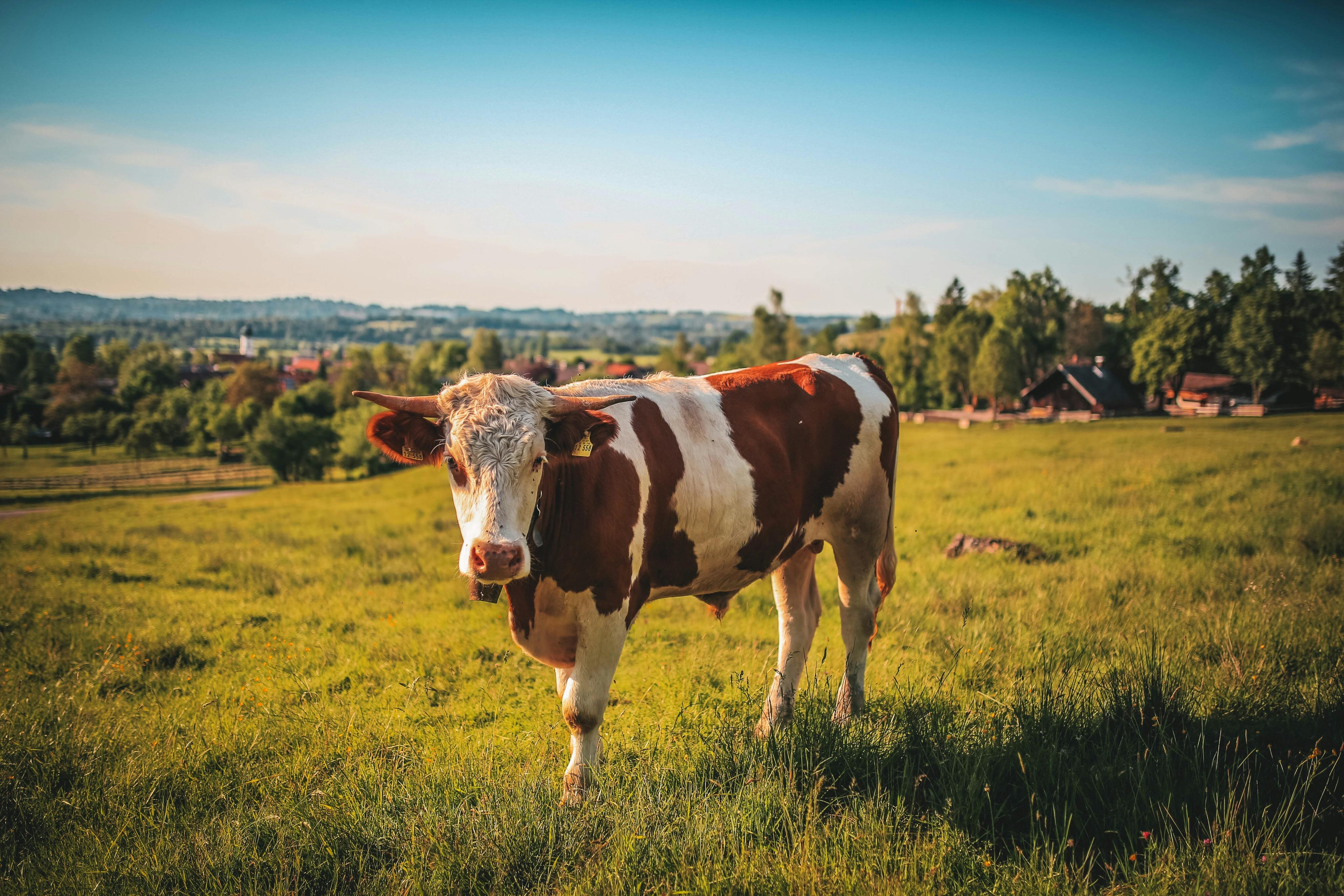Cow rescued from mineshaft near St Columb