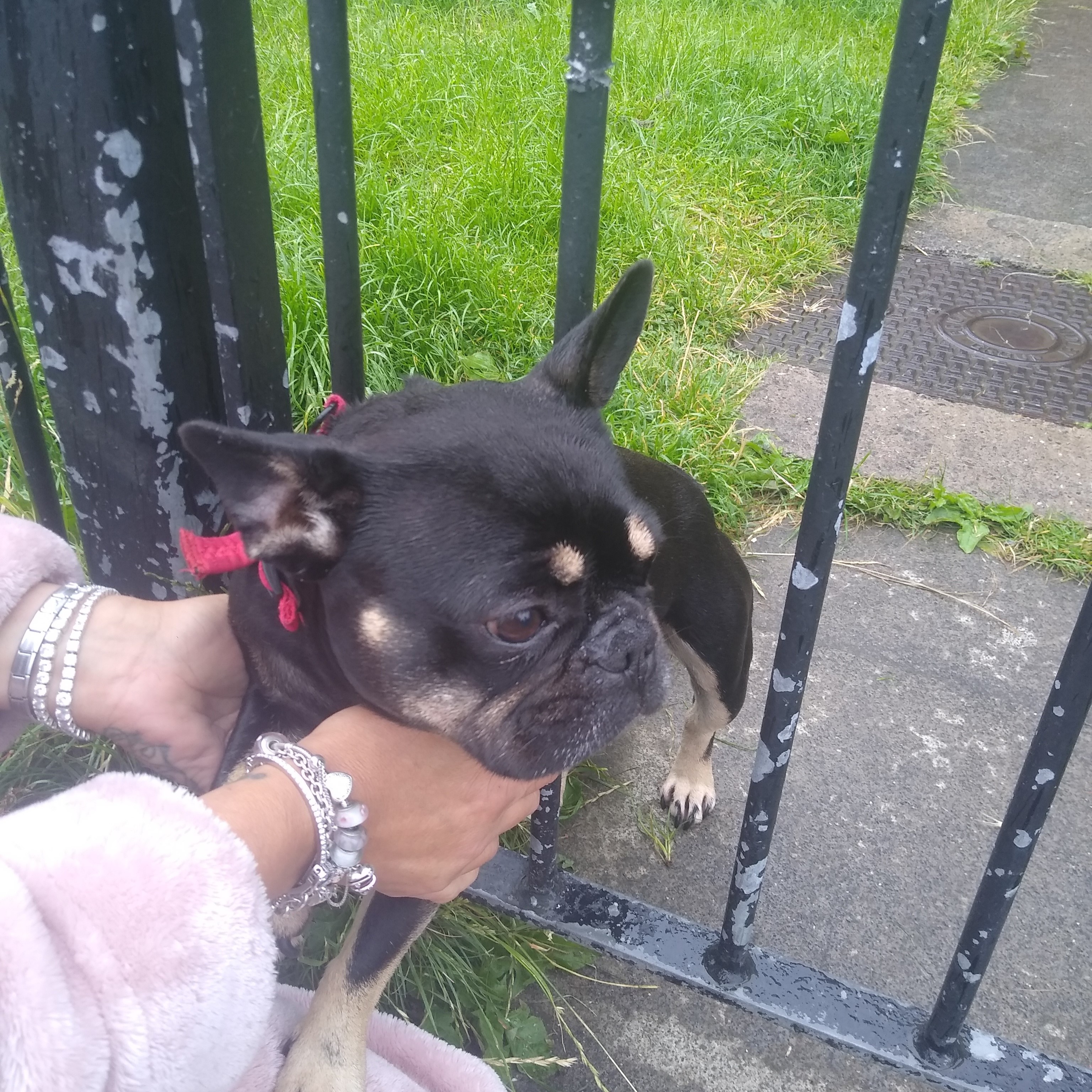 French Bulldog gets head stuck in railings in North Tyneside. | News ...