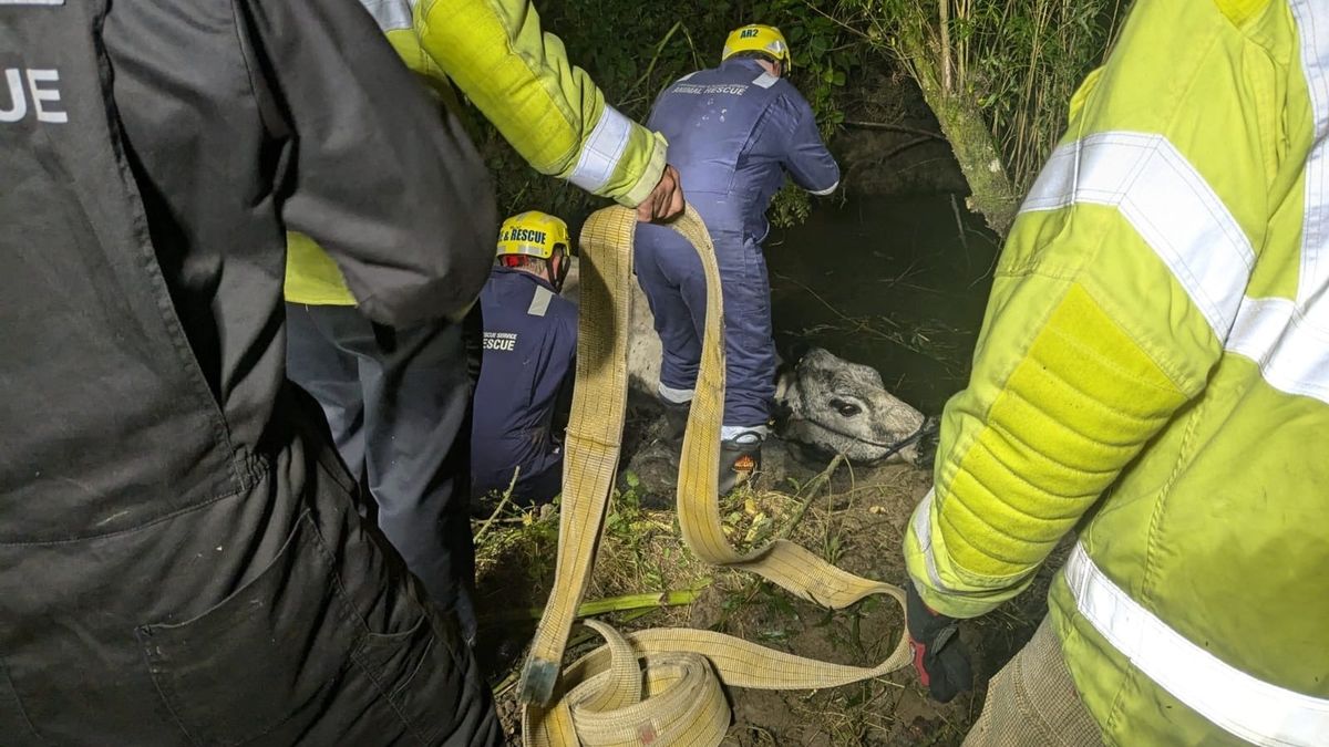 Fire crews free stuck cow in three-hour overnight rescue | News ...